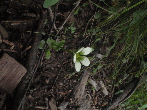 Parnassia delavayi, photograph 1