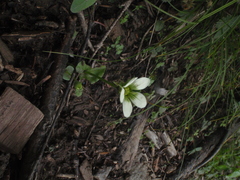 Parnassia delavayi