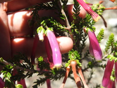 Erica diaphana