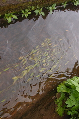 Potamogeton octandrus