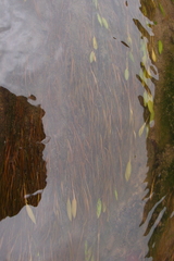 Potamogeton octandrus