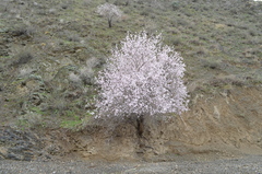 Prunus bucharica