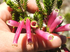 Erica diaphana