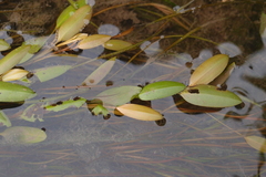 Potamogeton octandrus