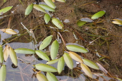 Potamogeton octandrus