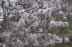 Prunus bucharica