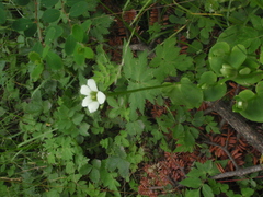 Parnassia delavayi
