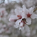 Prunus bucharica - Photo (c) Aleksandr Naumenko, some rights reserved (CC BY-NC), uploaded by Aleksandr Naumenko