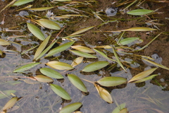 Potamogeton octandrus
