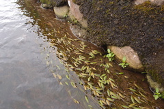 Potamogeton octandrus