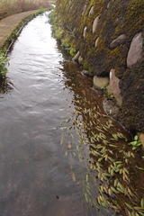 Potamogeton octandrus