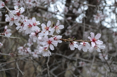 Prunus bucharica