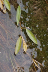 Potamogeton octandrus