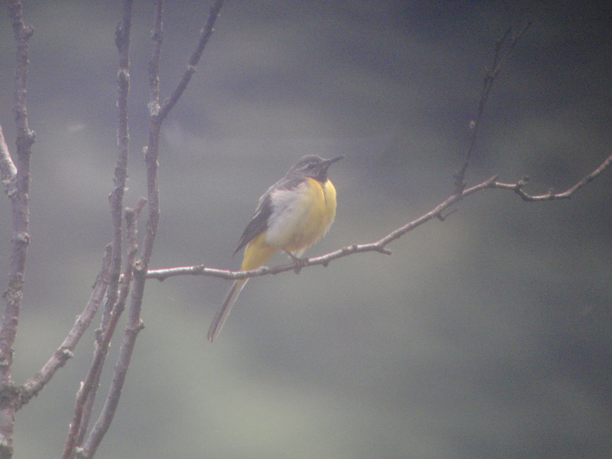 Grey Wagtail