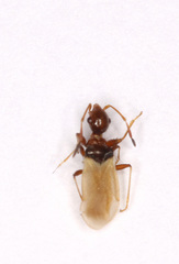 Barberocoris