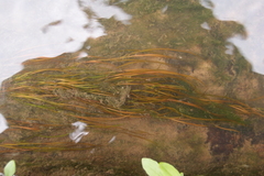 Potamogeton octandrus
