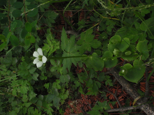 Parnassia delavayi, photograph 3