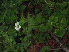 Parnassia delavayi