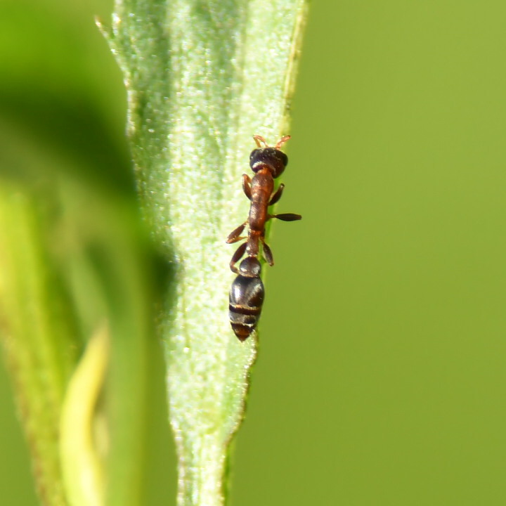 Pseudomyrmex phyllophilus