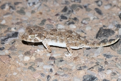 Tarentola chazaliae
