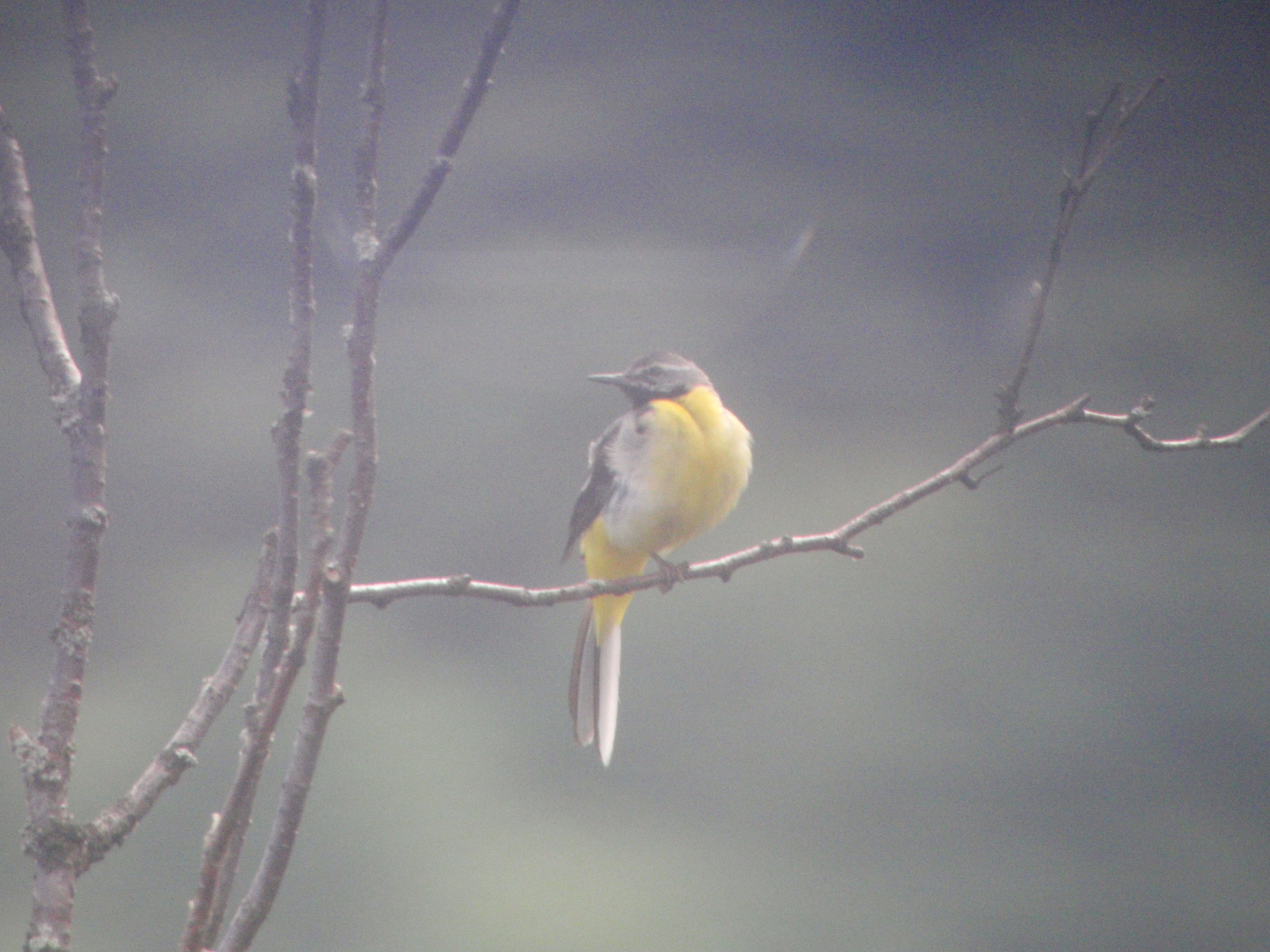 Grey Wagtail