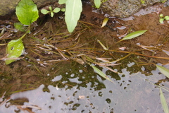 Potamogeton octandrus