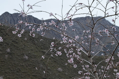 Prunus bucharica