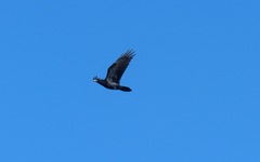 Corvus corax