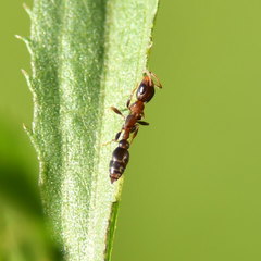 Pseudomyrmex phyllophilus