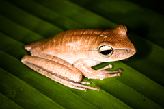 Boana multifasciata