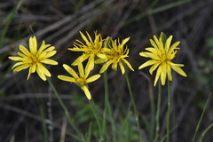 Pseudopodospermum inconspicuum