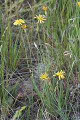 Pseudopodospermum inconspicuum