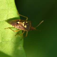 Oebalus poecilus