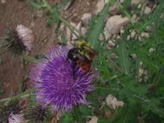 Bombus pyrosoma