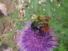 Bombus pyrosoma