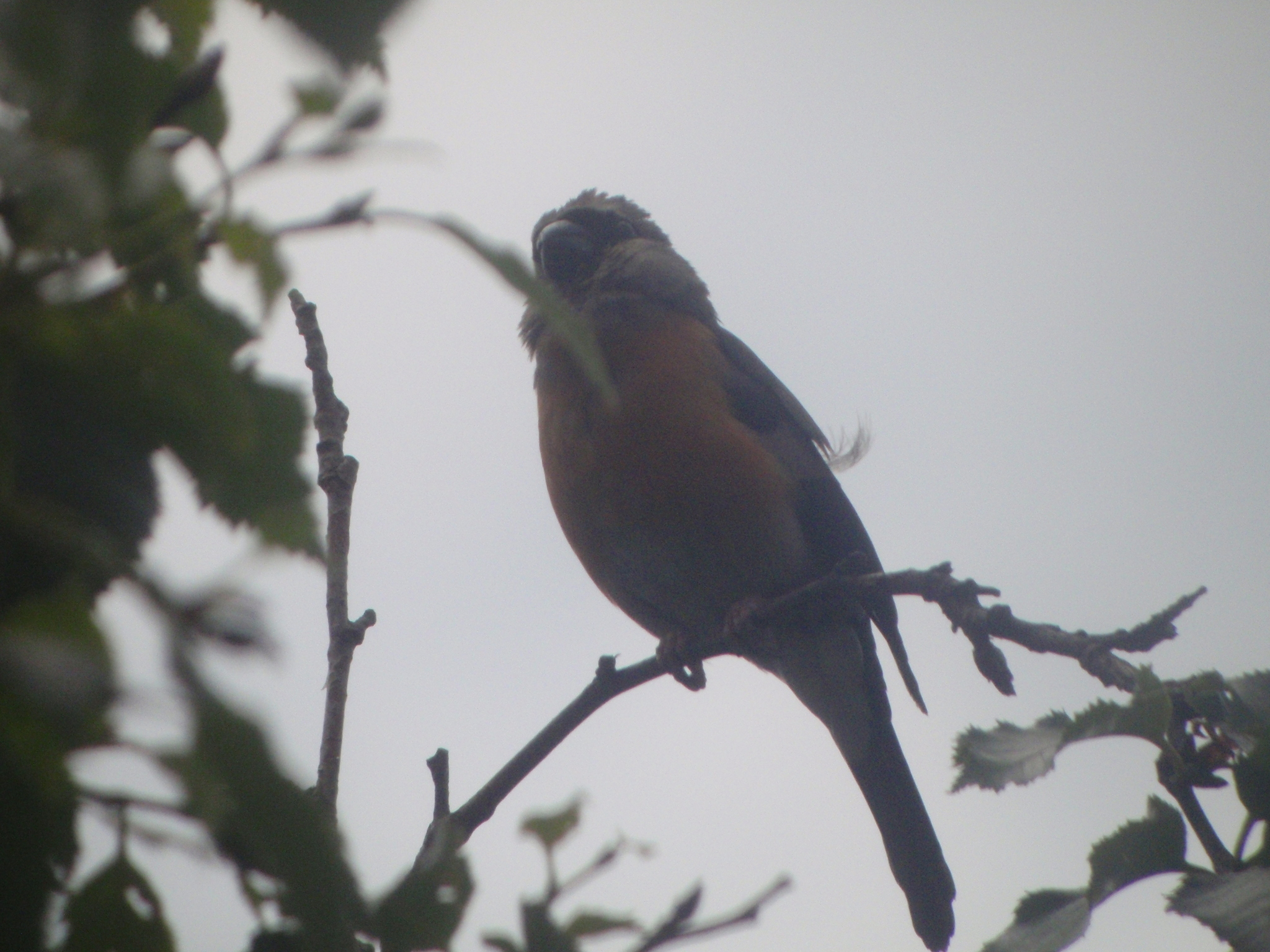 Grey-headed Bullfinch