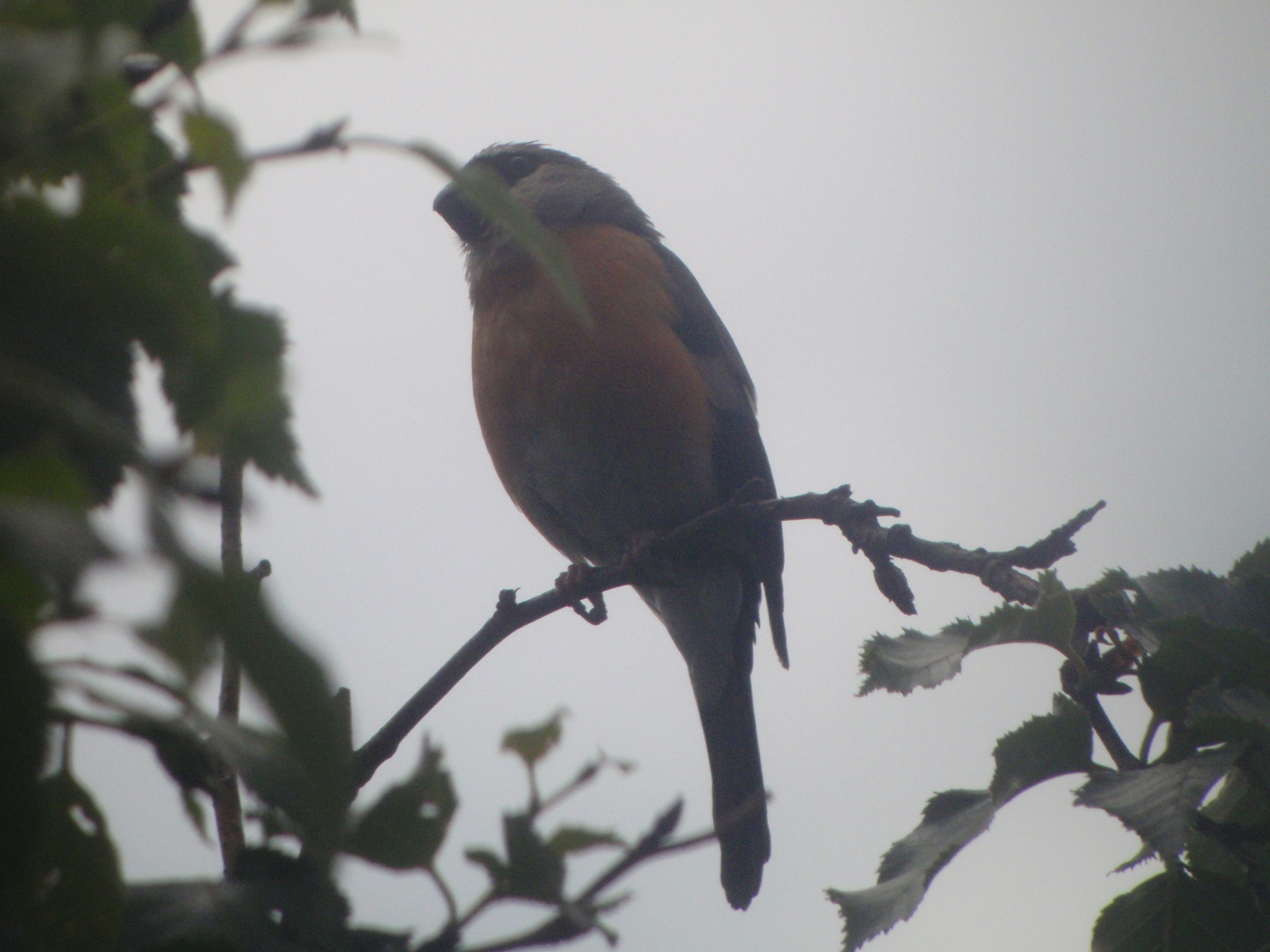 Grey-headed Bullfinch