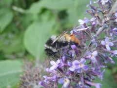 Bombus pyrosoma