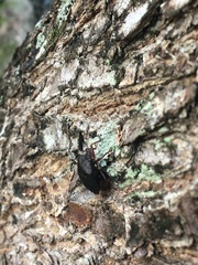 Discocephalinae