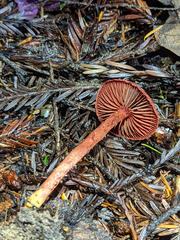 Cortinarius neosanguineus