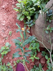 Solanum pseudocapsicum image