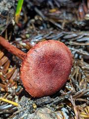 Cortinarius neosanguineus