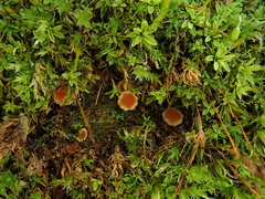 Lamprospora retispora