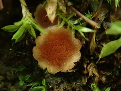 Lamprospora retispora