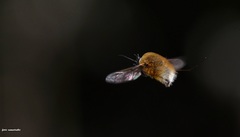 Bombylius posticus