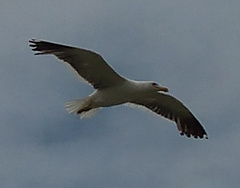 Larus dominicanus