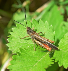 Chorthippus maritimus maritimus