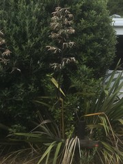 Phormium cookianum
