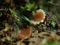 Lamprospora retispora