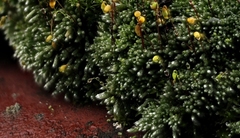 Bryum argenteum